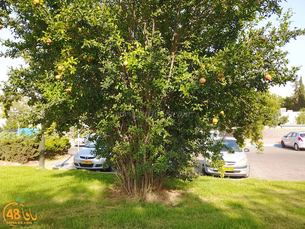 Yaozooor ej (17).JPG